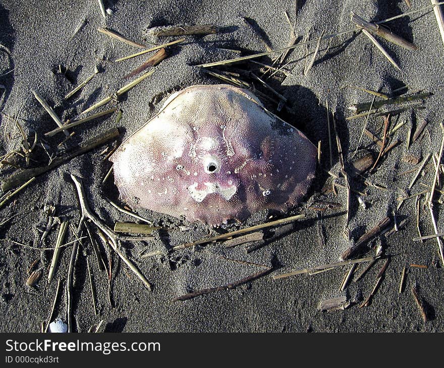 The shell of a dead crab, laying in the damp sand. There's a hole in the middle of the shell, perhaps made by whatever predator killed it.