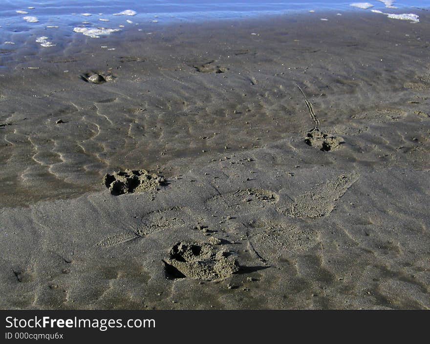 Doggy footprints left in the wet sands of a beach on the Pacific Coast of Washington. Doggy footprints left in the wet sands of a beach on the Pacific Coast of Washington.