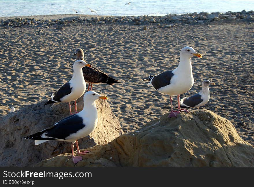 Five seagulls perch on rocks at the beach in Ventura, California. Five seagulls perch on rocks at the beach in Ventura, California.