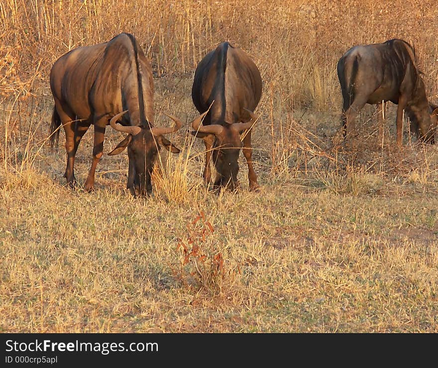 African blue wildebeest