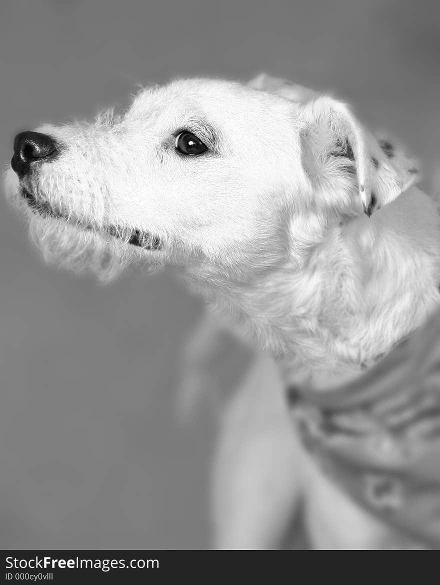 Black and white of White Terrier. Black and white of White Terrier