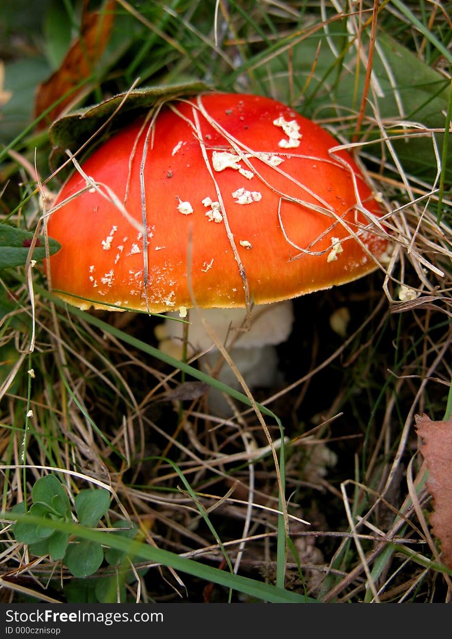 Detail of a red fly agaric (Amanita Muscaria). Detail of a red fly agaric (Amanita Muscaria).