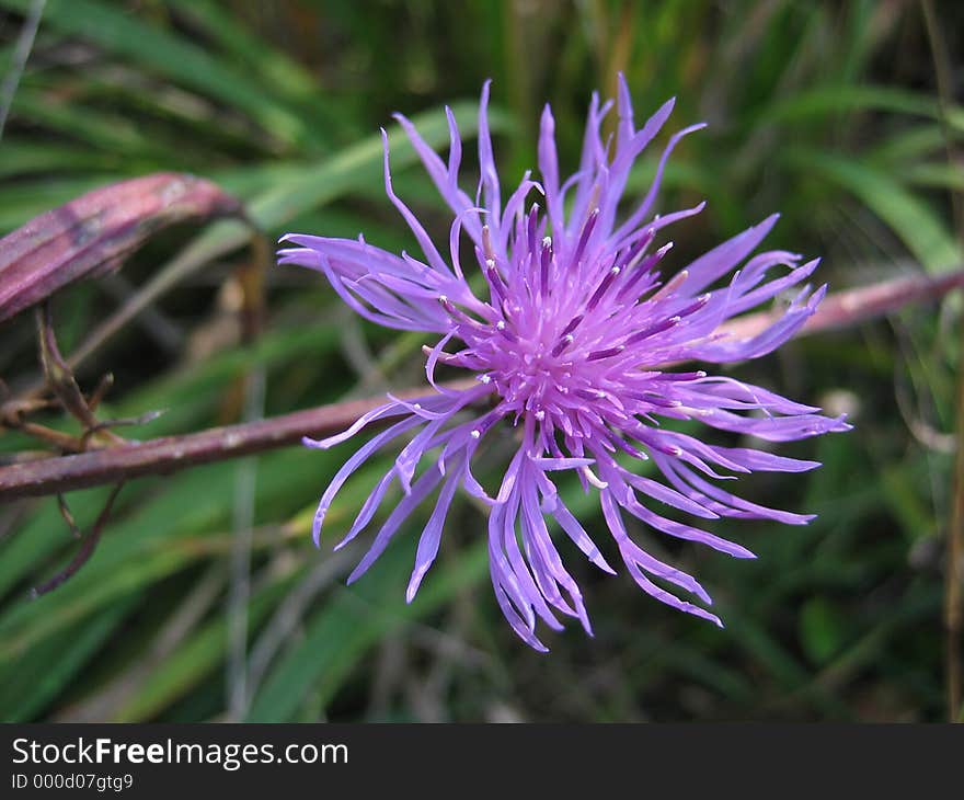 Thistle - flower closeup shot