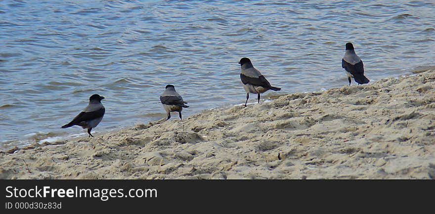 Four sea-gulls on the beach