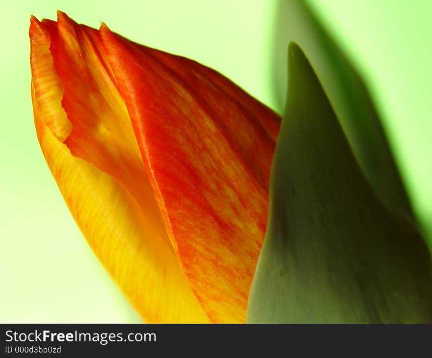 opening orange tulip on a green background. opening orange tulip on a green background