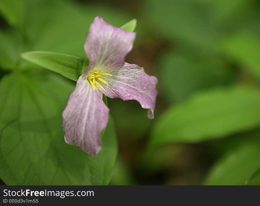 Large-flowered Trillium (Trillium grandiflorum) in The Sacred Grove, near Palmyra, New York. Site of The First Vision by Joseph Smith in 1820, an event sacred to members of the LDS Church (Mormon). This member of the lily family flowers between April and June. It's early blossoms are white, but turn pink with age. Large-flowered Trillium (Trillium grandiflorum) in The Sacred Grove, near Palmyra, New York. Site of The First Vision by Joseph Smith in 1820, an event sacred to members of the LDS Church (Mormon). This member of the lily family flowers between April and June. It's early blossoms are white, but turn pink with age.