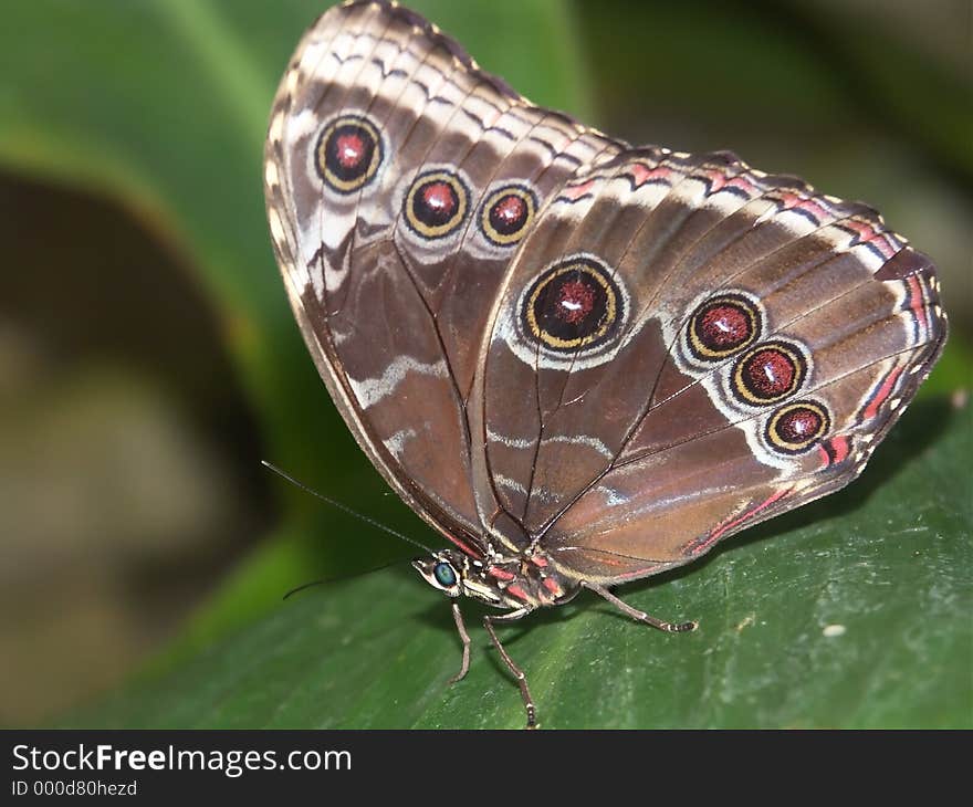 Butterfly macro 6