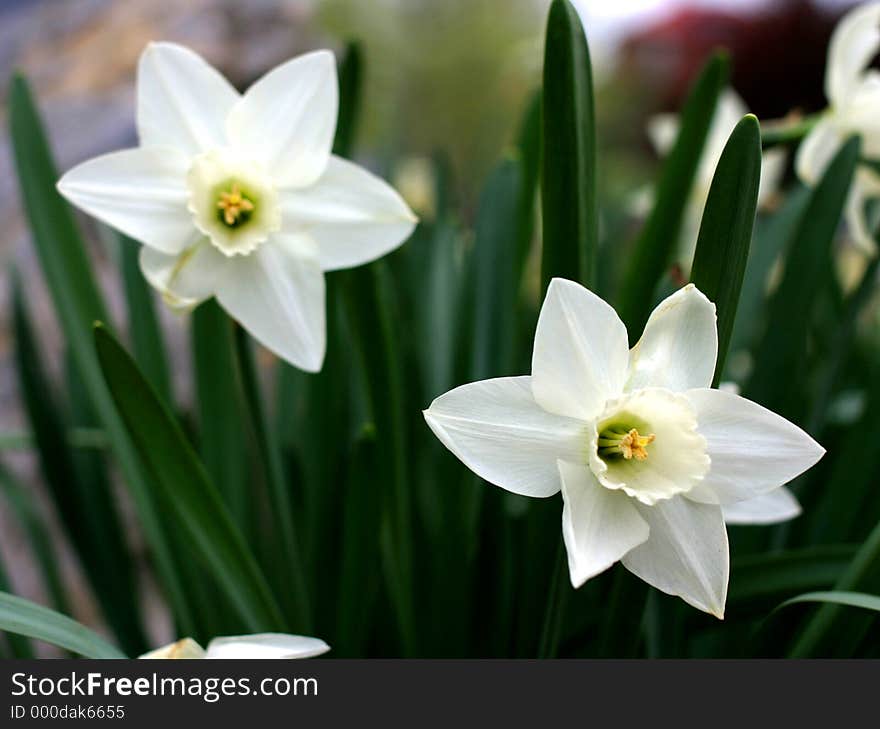 White Daffodils