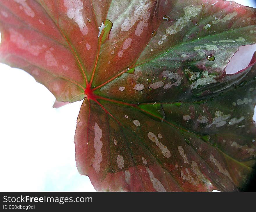 Leaf detail