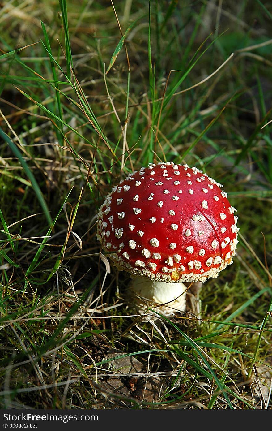 Fly agaric mushroom. Fly agaric mushroom.