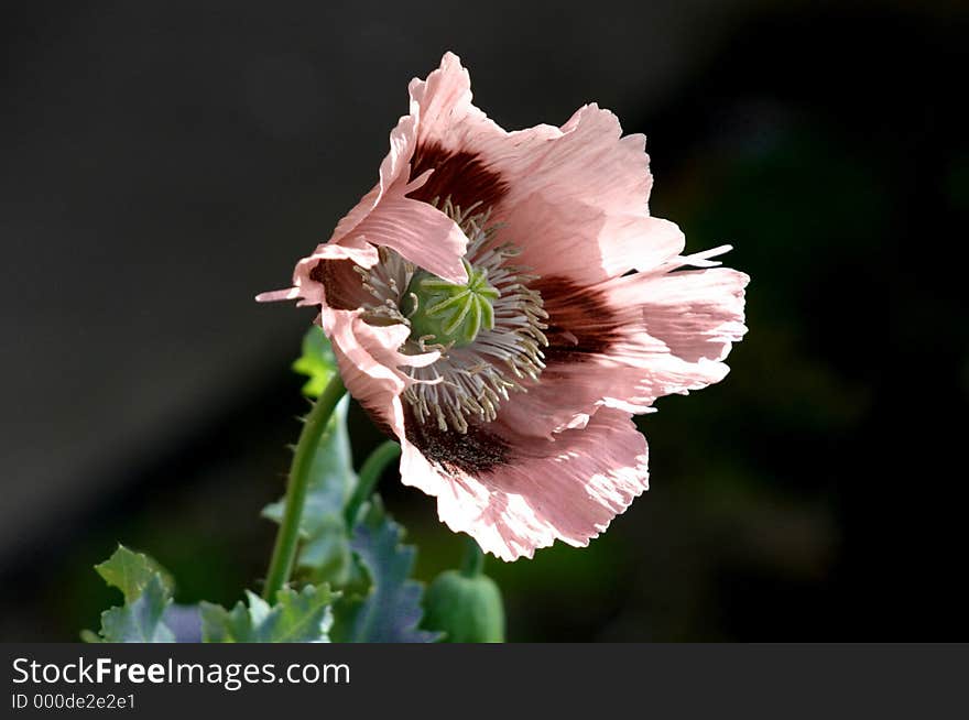 Pink poppy blowing in the wind