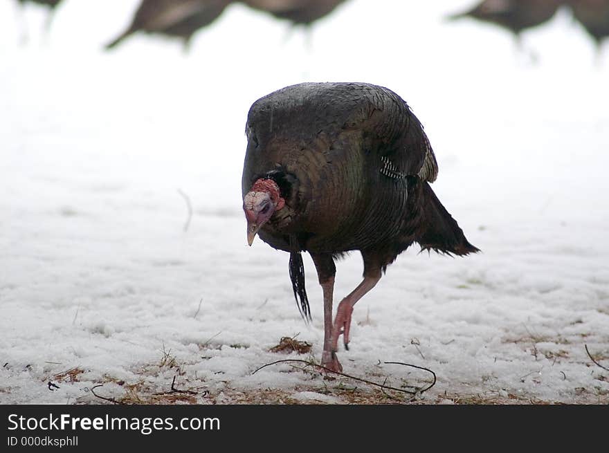 A turkey gobbler walks towards the camera while feeding. His beard hangs down and head is down as well as he searches for food. A turkey gobbler walks towards the camera while feeding. His beard hangs down and head is down as well as he searches for food