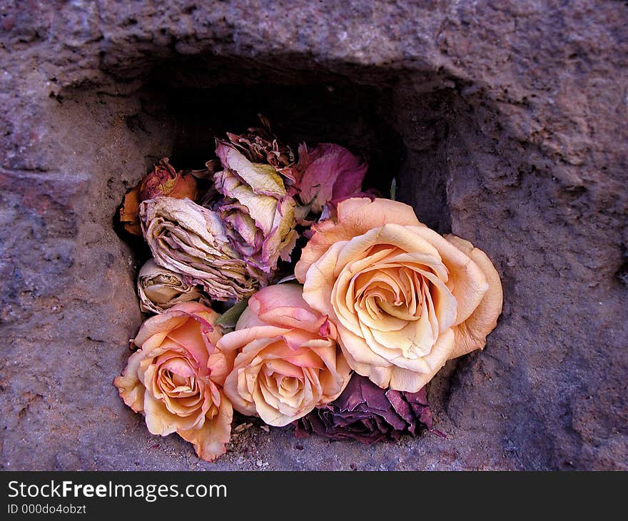 Dried roses