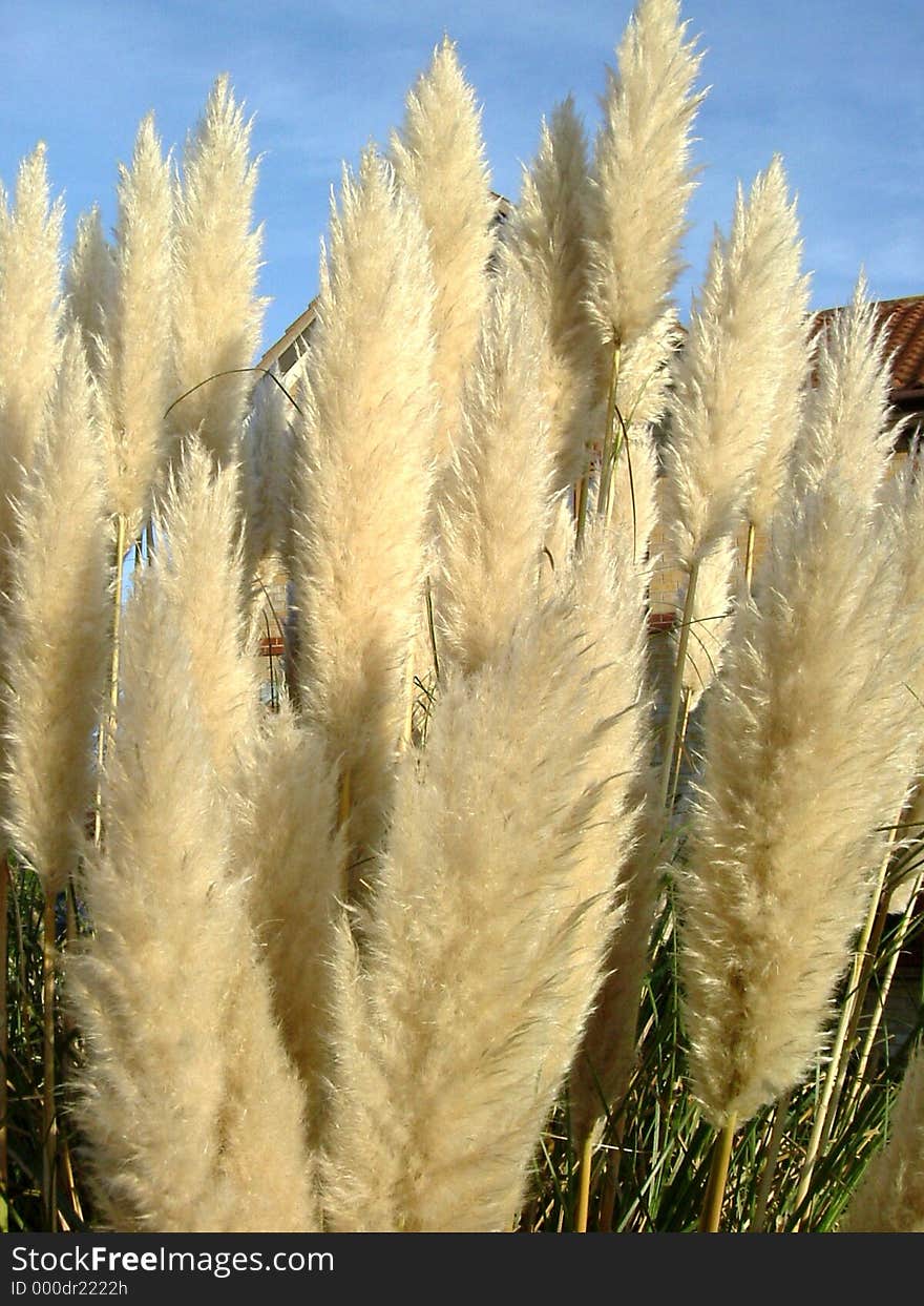 Beautiful fluffy feathery plant