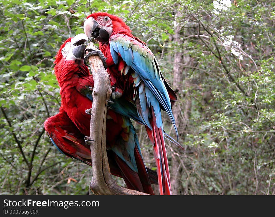 Parrot birds kissing