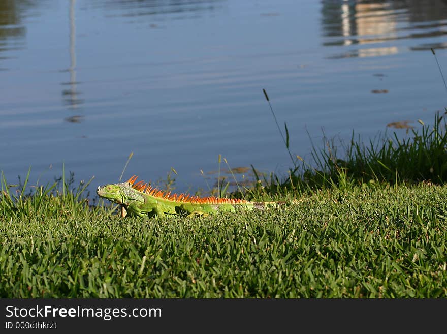 A male orange crested iguana seeks shelter from my lens. A male orange crested iguana seeks shelter from my lens.