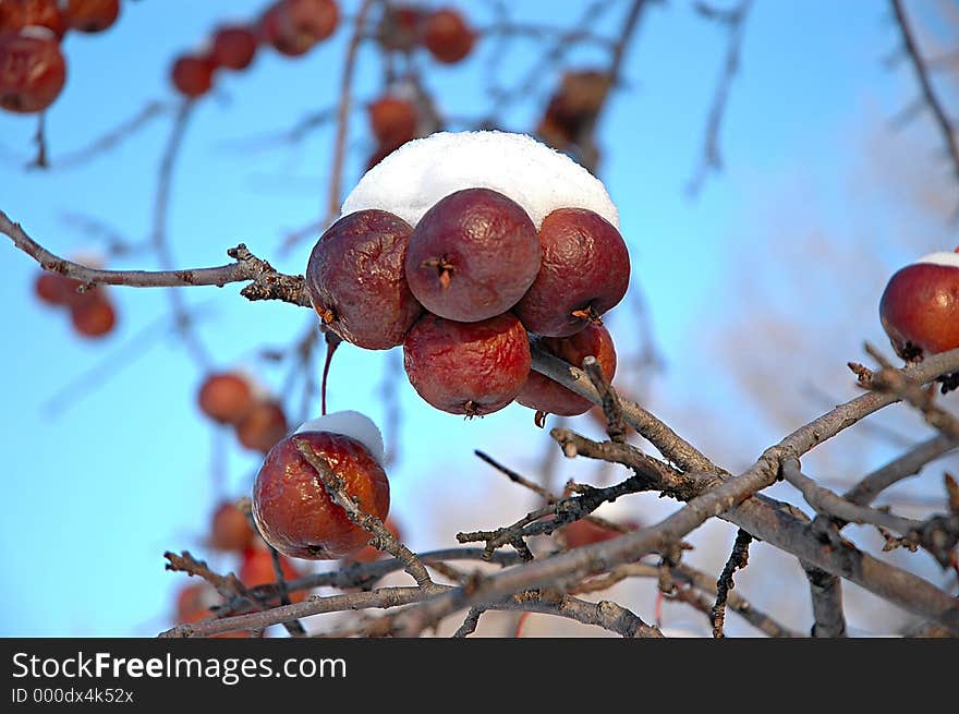 Frost bitten crabapples with a fresh snow cap. Frost bitten crabapples with a fresh snow cap