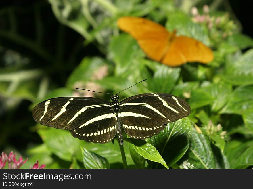 Tropical Butterfly