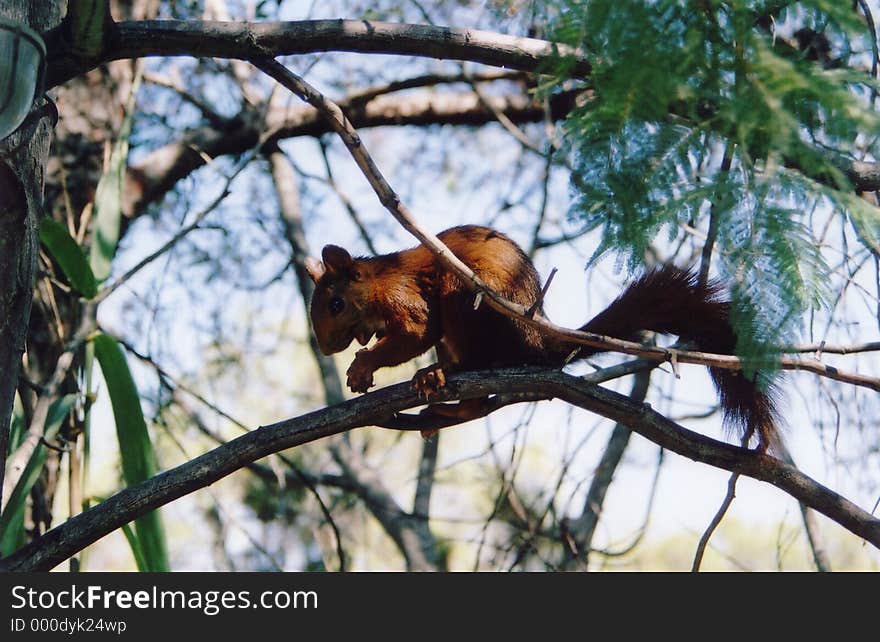 Red squirrel on a branch