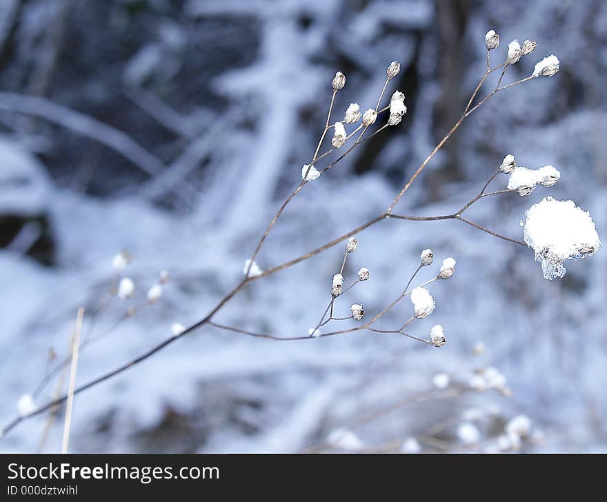 Frozen branch background