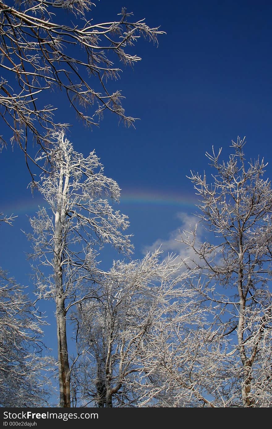 Ice Covered Trees with Rainbow