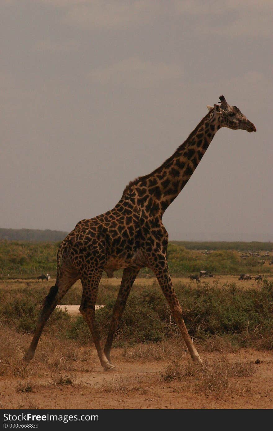 Mara giraffe 1,04