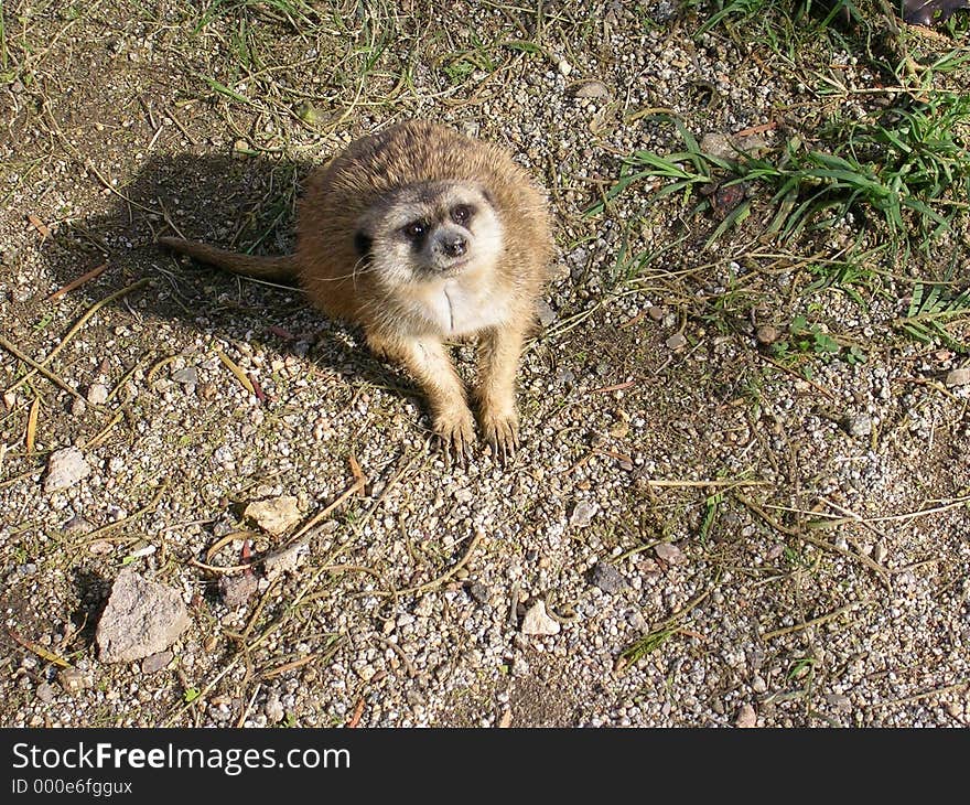 Meerkat stare