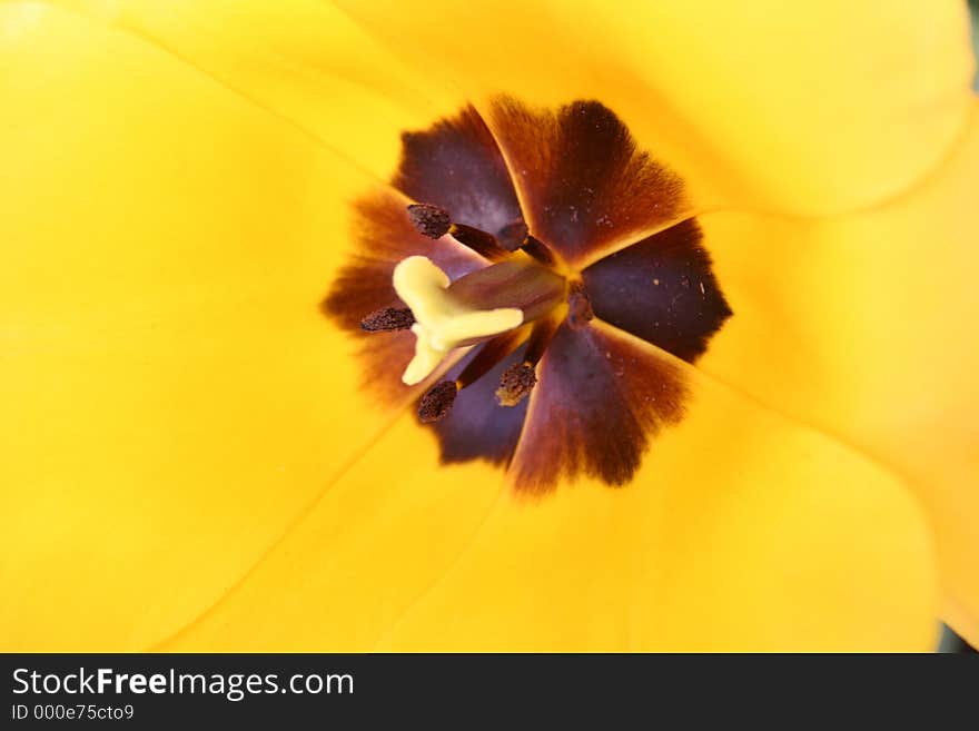 A close-up yellow tulip