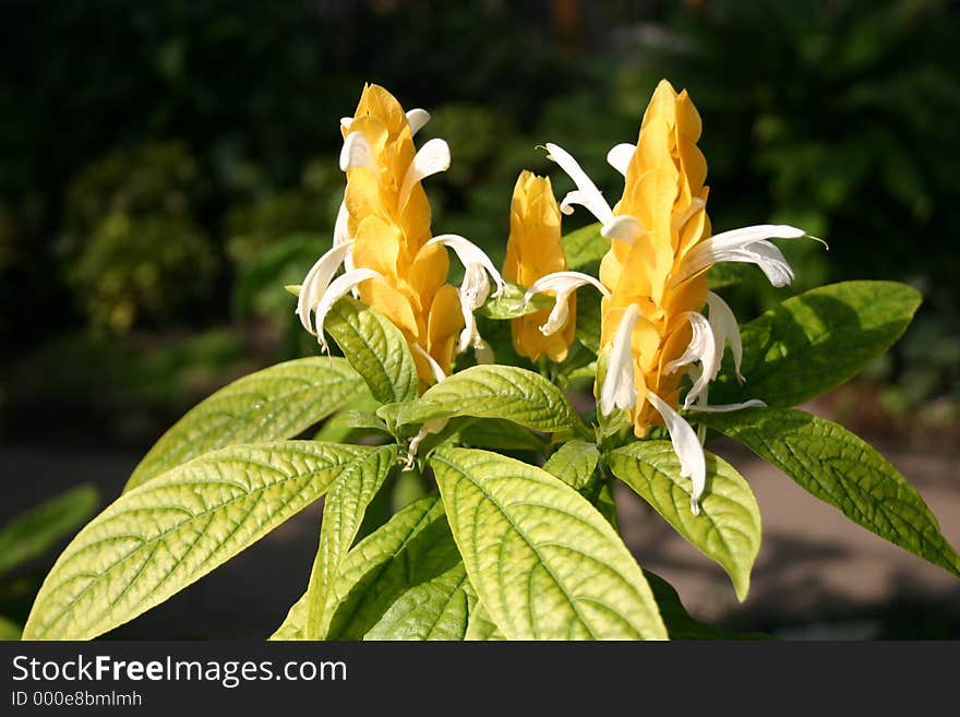 An orange flower