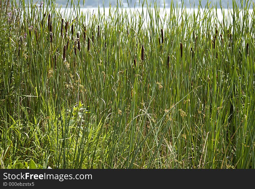 A group of reeds, by the lake