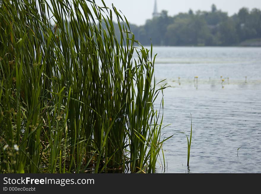 A group of Reeds on a lakefront. A group of Reeds on a lakefront