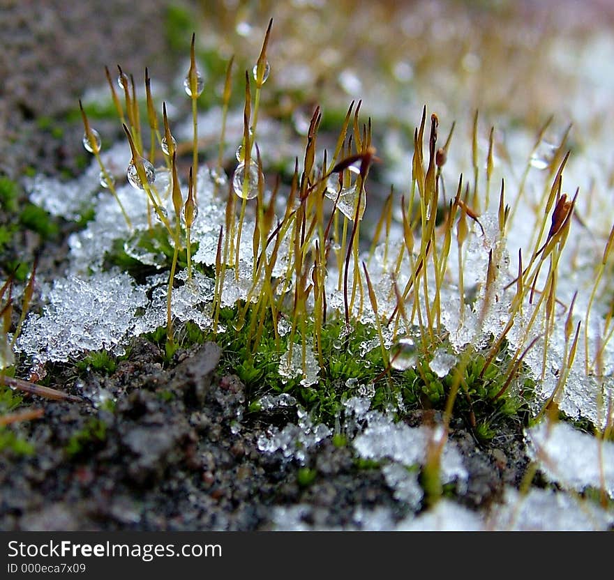 Ice drop on plants. Ice drop on plants