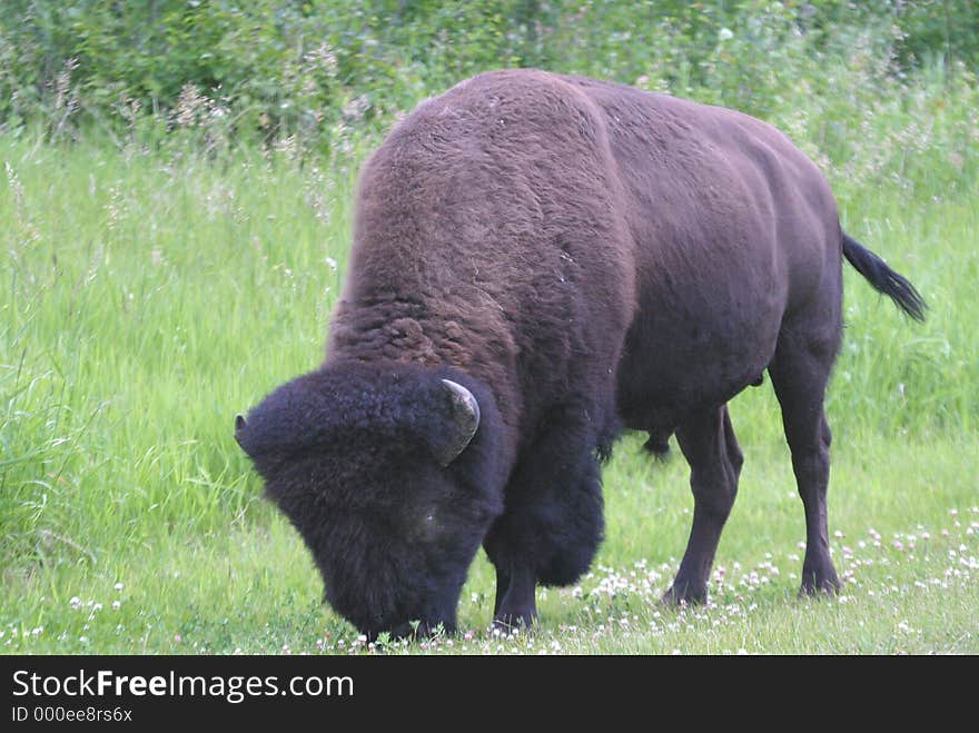 Male bison