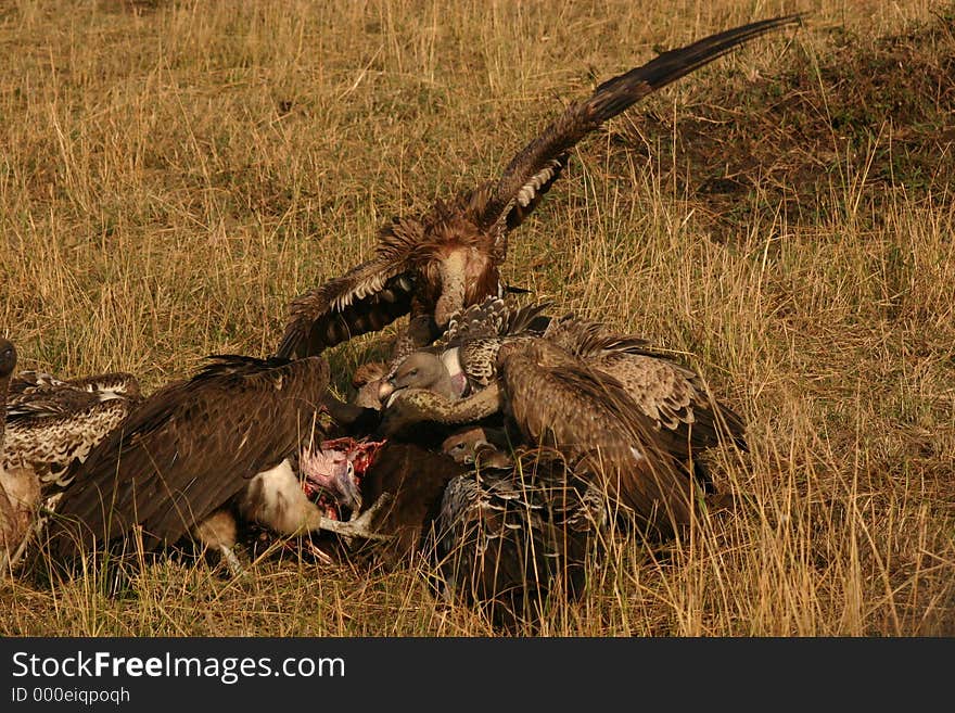 Vultures on a kill.