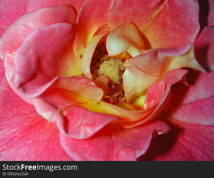 The center of a pink and yellow rose