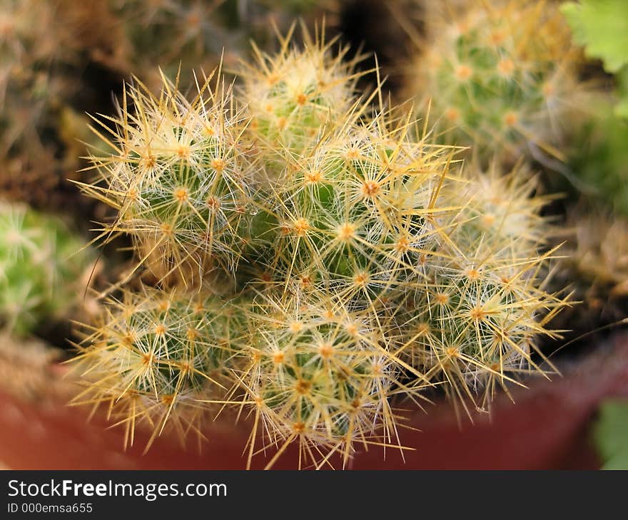 Potted cactus houseplant,stacks