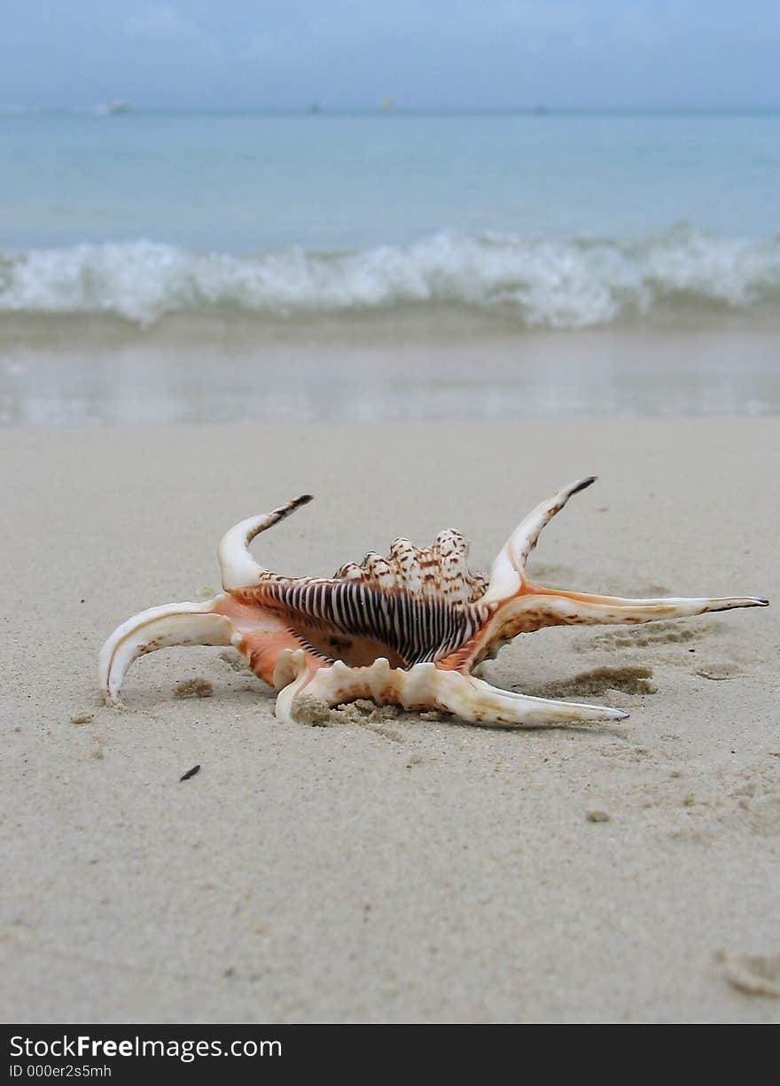 Sea shell on the beach