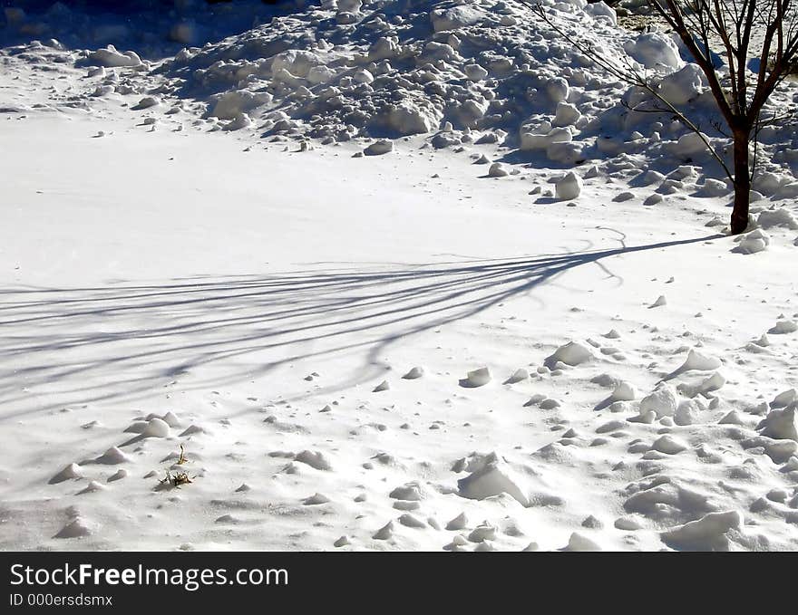 Shadow of a small tree across the snow. Shadow of a small tree across the snow