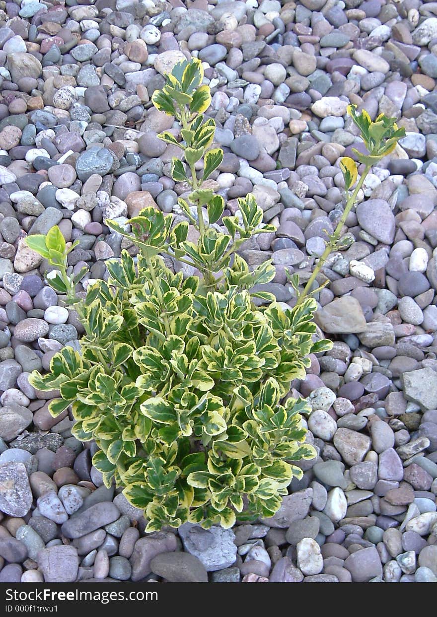 Colored plant in between pebbles