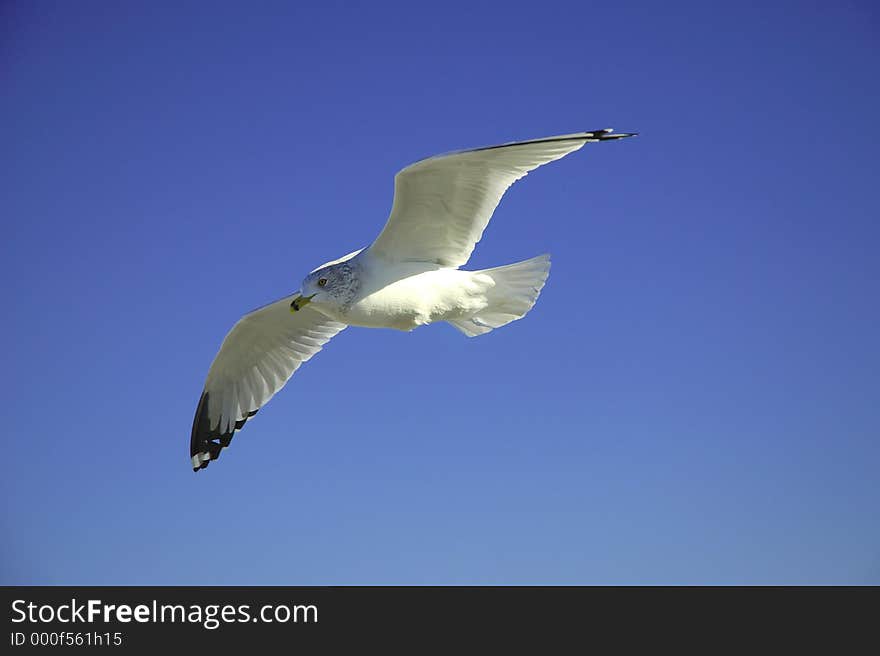 Seagull In FLight