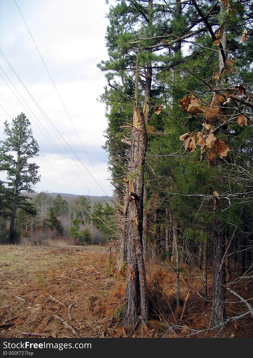 Trees and telephone lines