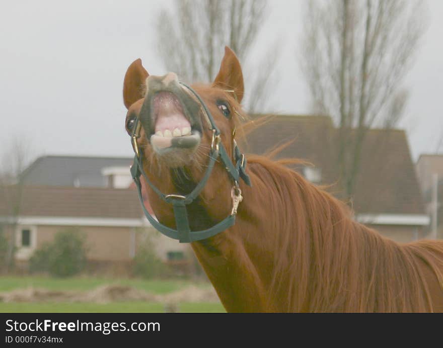 Horse (a foal of 7 months) is laughing. Horse (a foal of 7 months) is laughing