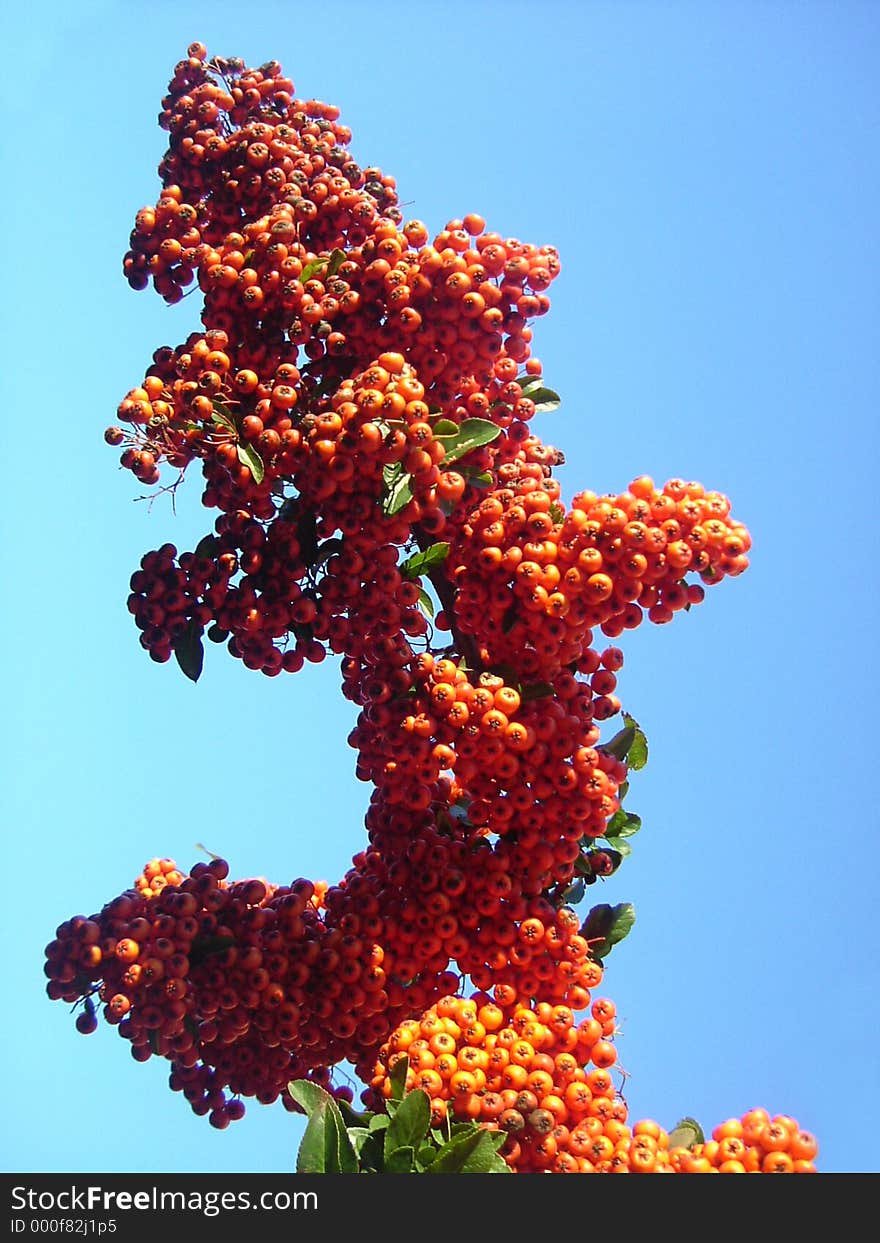 Orange berry bunch