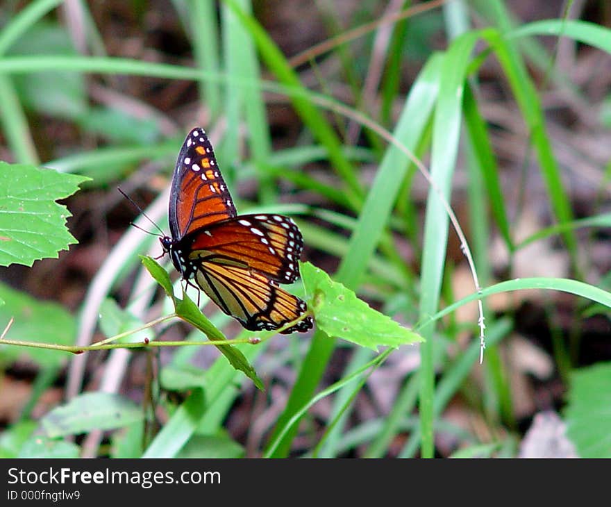 Butterfly2