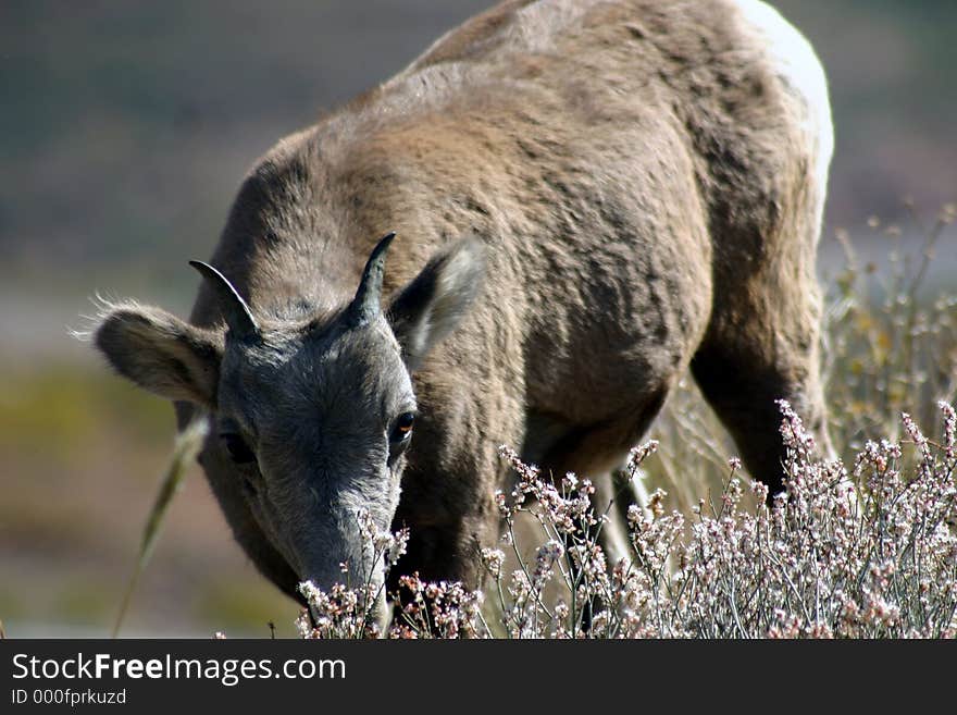 Youth Desert Big Horn Sheep. Youth Desert Big Horn Sheep