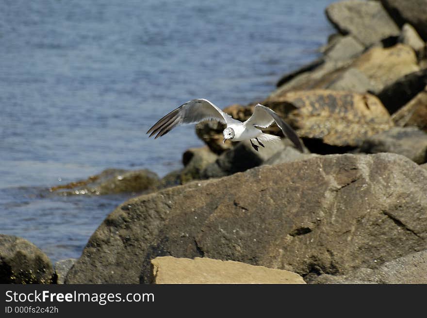 A Seagull taking off from a rock. A Seagull taking off from a rock