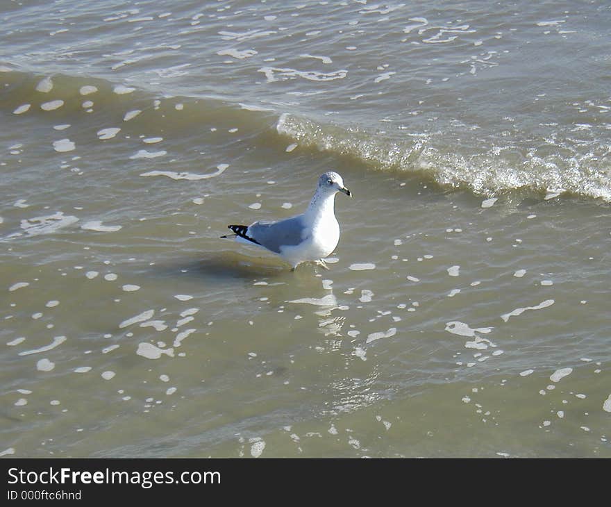 White bird walking through water on Shore of South Carolina Hilton Head. White bird walking through water on Shore of South Carolina Hilton Head