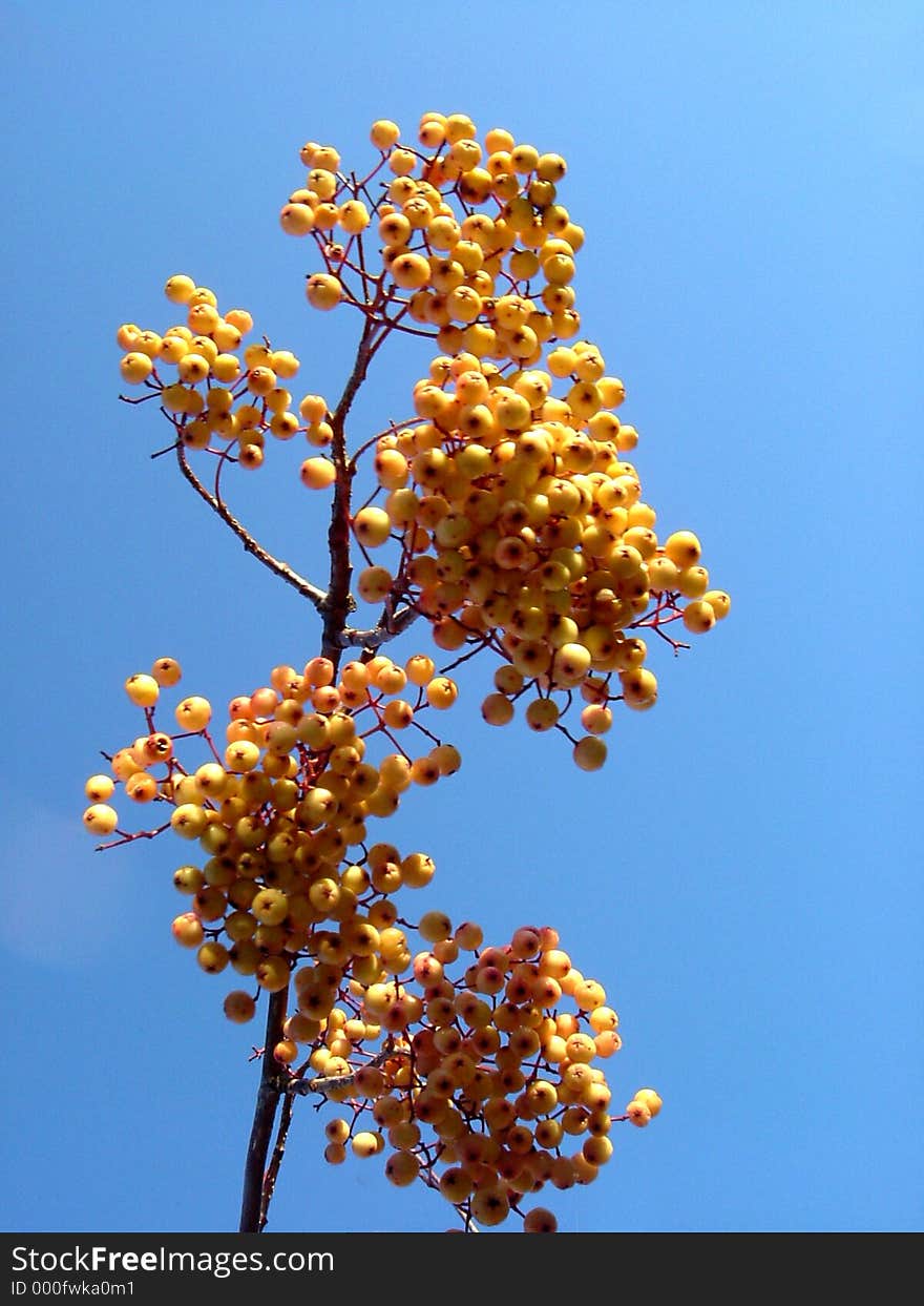 Yellow berries