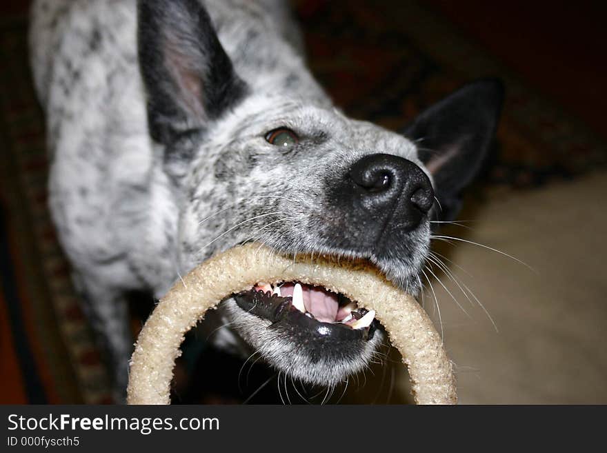 Dog pulling on a tug toy. Dog pulling on a tug toy.