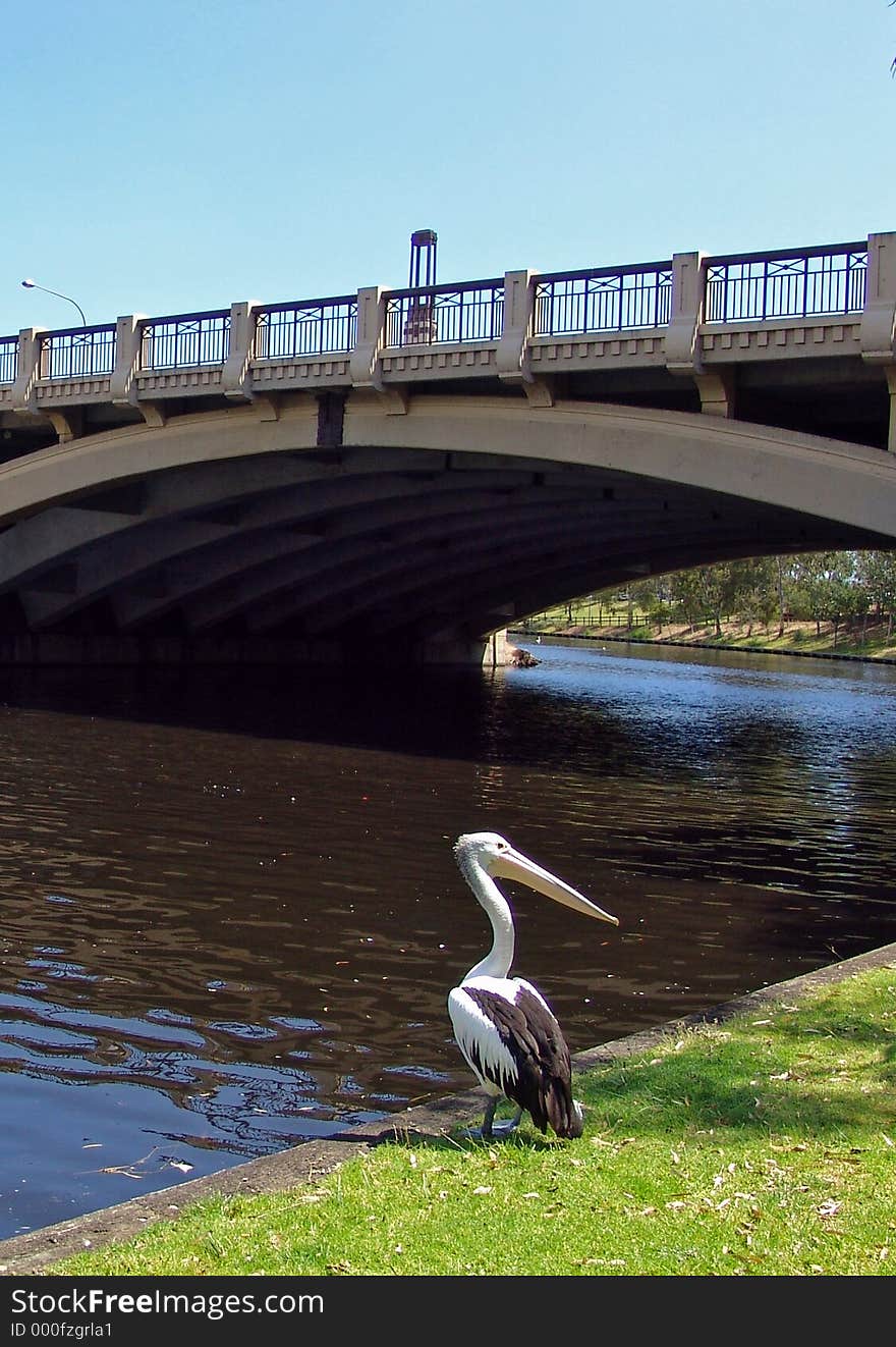 Pelican and Bridge